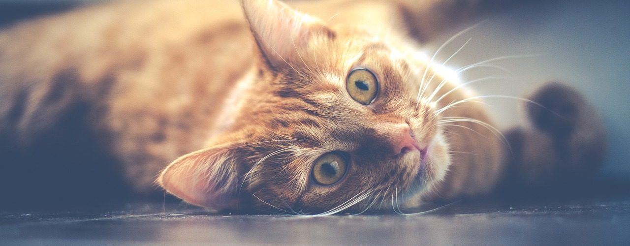 chat en bonne santé