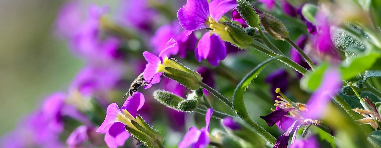 éliminer les insectes sur les fleurs