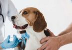 vaccination chien