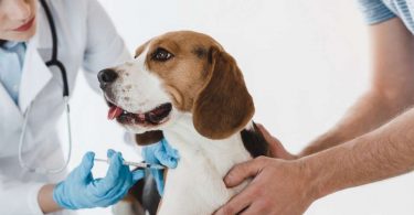 vaccination chien