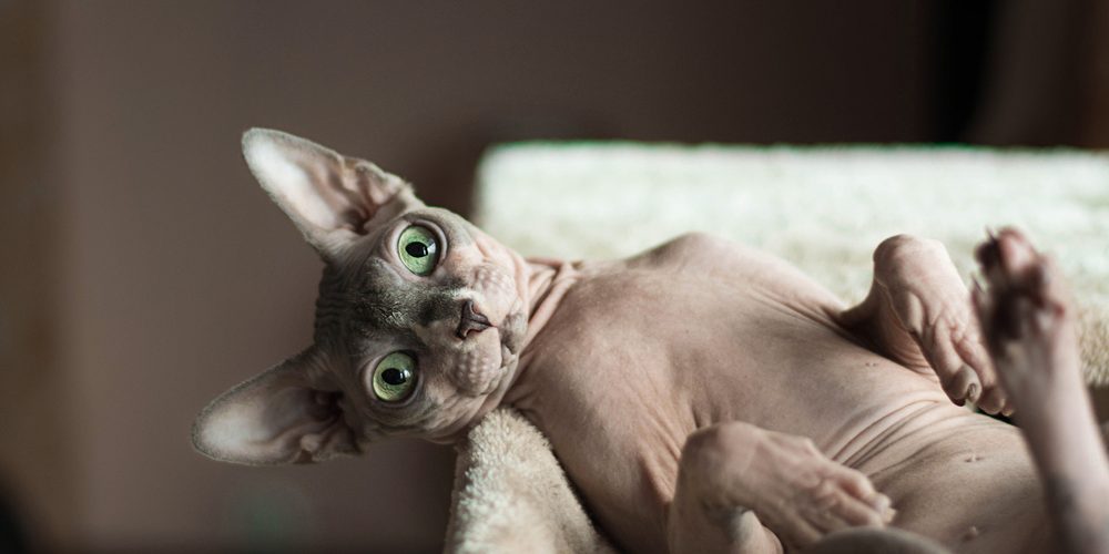 chat sphynx