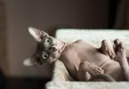 chat sphynx