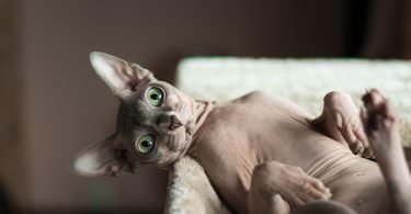 chat sphynx