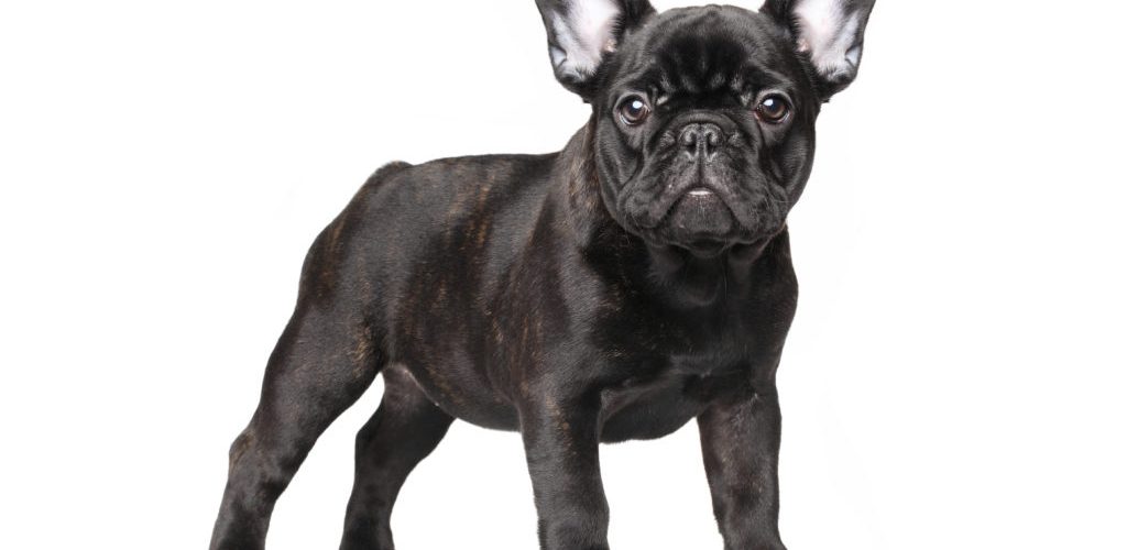 Bouledogue