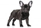 Bouledogue