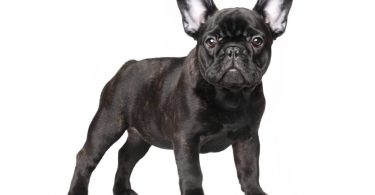 Bouledogue