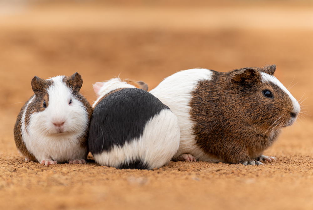 Nouvel animal de compagnie comment choisir un rongeur