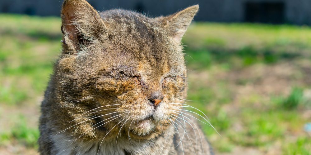 Chat âgé