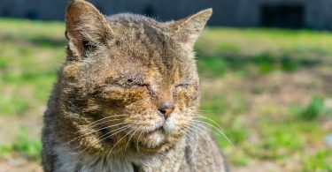 Chat âgé