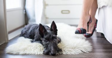 Scottish Terrier